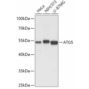 Western blot analysis of extracts of various cell lines using ATG5 Antibody (1/1000 dilution).