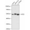 Autophagy Protein 5 (ATG5) Antibody