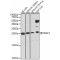 Bcl-2 Homologous Antagonist/Killer (BAK1) Antibody
