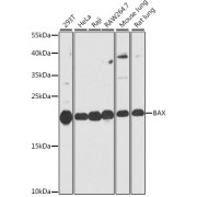 abx000595