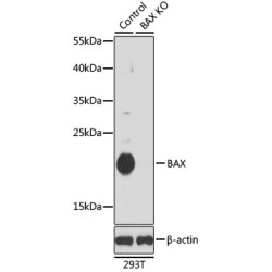 Bcl2 Associated X Protein (BAX) Antibody