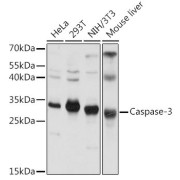 Western blot analysis of extracts of various cell lines using Caspase-3 Antibody (1/1000 dilution).