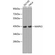 Western blot analysis of extracts of various cell lines using MAPK3 Antibody (1/1000 dilution).
