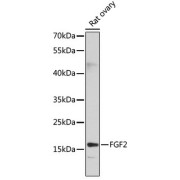 abx000620
