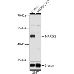 Mitogen-Activated Protein Kinase Kinase 2 (MAP2K2) Antibody