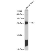 Western blot analysis of extracts of mouse heart using NGF Antibody (1/1000 dilution).