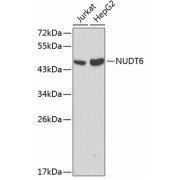 Western blot analysis of extracts of various cell lines using NUDT6 Antibody (1/1000 dilution).