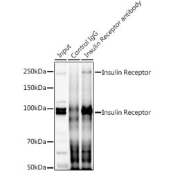 Insulin Receptor (INSR) Antibody