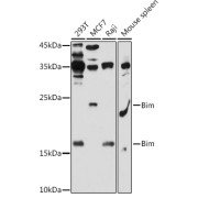 abx000675
