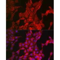 Bcl2 Like Protein 11 (BCL2L11) Antibody