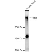 Western blot analysis of extracts of Mouse heart using RYR2 Antibody (1/500 dilution).