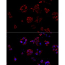 Cluster of Differentiation 40 Ligand / TNFSF5 (CD40LG) Antibody
