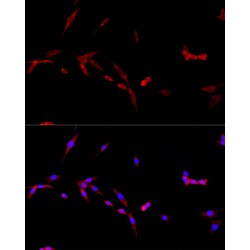 Cluster of Differentiation 40 Ligand / TNFSF5 (CD40LG) Antibody