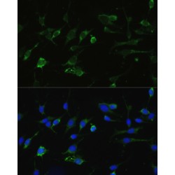 Heat Shock Protein 90 kDa Alpha A1 (HSP90AA1) Antibody