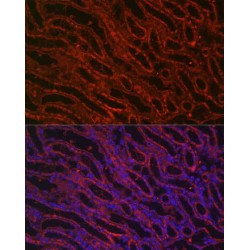 Bone Morphogenetic Protein 7 (BMP7) Antibody