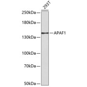 Western blot analysis of extracts of 293 cells using APAF1 Antibody.