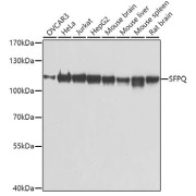 Western blot analysis of extracts of various cell lines using SFPQ Antibody (1/1000 dilution).