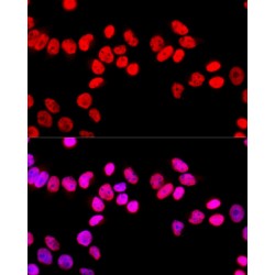 Splicing Factor Proline And Glutamine Rich (SFPQ) Antibody