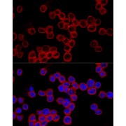 Confocal immunofluorescence analysis of Raw264.7 cells using Caspase-1 Antibody (1/200 dilution). Blue: DAPI for nuclear staining.