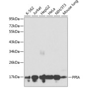 Western blot analysis of extracts of various cell lines using PPIA Antibody (1/1000 dilution).