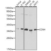 abx000948