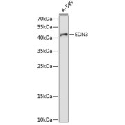 Western blot analysis of extracts of A-549 cells using EDN3 Antibody (1/1000 dilution).