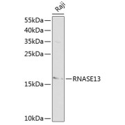 Western blot analysis of extracts of Raji cells using RNASE13 Antibody (1/1000 dilution).