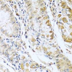 Ribonuclease 13 (RNASE13) Antibody