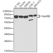 Western blot analysis of extracts of various cell lines using HSP90AB1 Antibody (1/1000 dilution).