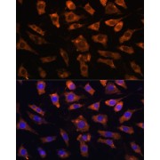 Immunofluorescence analysis of L929 cells using CYR61 Antibody (1/100 dilution). Blue: DAPI for nuclear staining.