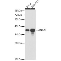 Annexin A1 (ANXA1) Antibody
