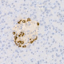Glucagon (GCG) Antibody