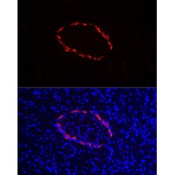 Glucagon (GCG) Antibody