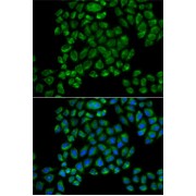 Immunofluorescence analysis of HeLa cells using GRIA3 Antibody