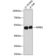 Western blot analysis of extracts of various cell lines using ARRB2 Antibody (1/1000 dilution).