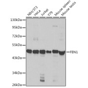 Western blot analysis of extracts of various cell lines using FEN1 Antibody (1/1000 dilution).