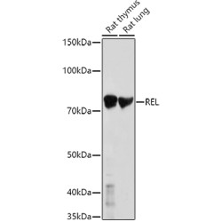 Proto-Oncogene C-Rel (REL) Antibody