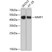 Western blot analysis of extracts of various cell lines using MMP1 Antibody (1/1000 dilution).