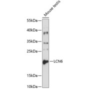 Western blot analysis of extracts of mouse testis using LCN6 Antibody (1/1000 dilution).