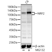 Western blot analysis of C6 using NRF2 Antibody (1/2000 dilution).C6 cells were treated by MG132(50 μM) at 37℃ for 90 minutes.