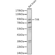 Western blot analysis of extracts of Rat brain using Tyrosinase Antibody (1/1000 dilution).