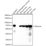 Western blot analysis of various lysates using Albumin Antibody (1/500 dilution).