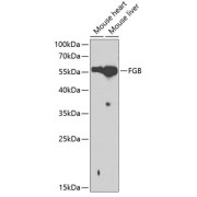abx001220