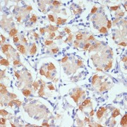 abx001244