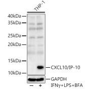 Western blot analysis of THP-1 using CXCL10/IP-10 Antibody (1/3000 dilution).THP-1 cells were treated by LPS for 6 hours,Brefeldin A for 3 hours and IFNγ (50ng/ml) for 8 hours of stimulation.