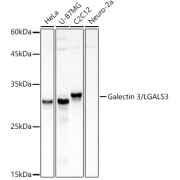 Western blot analysis of extracts of various cell lines using Galectin 3/LGALS3 Antibody (1/500 dilution).