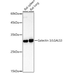 Lectin-Galactoside Binding Soluble 3 (LGALS3) Antibody