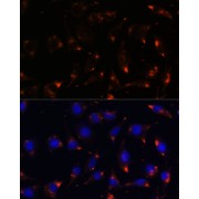 Immunofluorescence analysis of L929 cells using NOS1 Antibody (1/100 dilution). Blue: DAPI for nuclear staining.