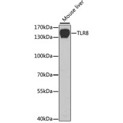 Western blot analysis of extracts of Mouse liver using TLR8 Antibody (1/1000 dilution).