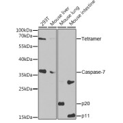 Western blot analysis of extracts of various cell lines using Caspase-7 Antibody (1/1000 dilution).